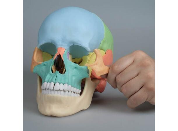 Osteopatisk Kranie 22 Deler Didactical Versjon